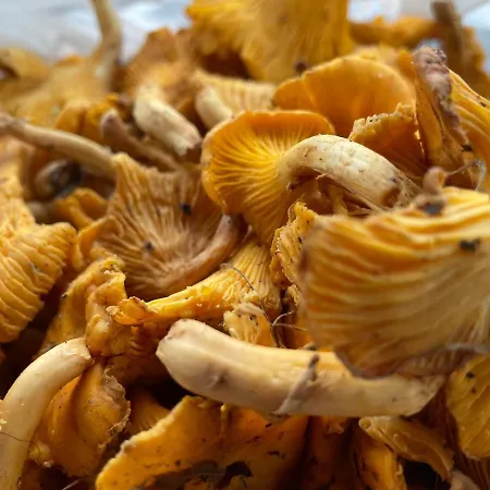 Lindenhof Chezartistes فندق Loose